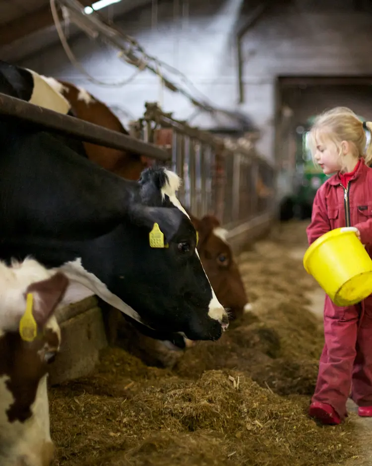 Koe in de Kost - RS Heeten, Netherlands | Good Travel