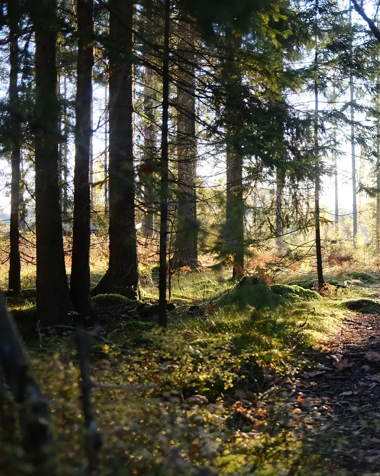 Naturlogi - Linköping, Schweden | Good Travel