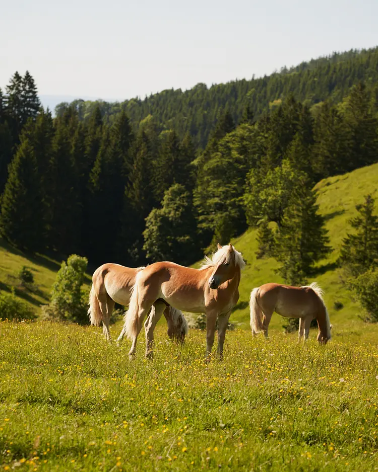 STUBN - Frasdorf, Germany | Good Travel
